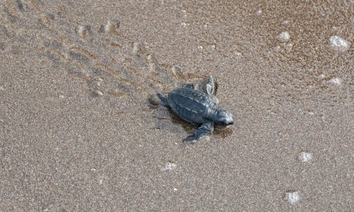 meg-von-haartman-W3KuR1kdxK4-unsplash