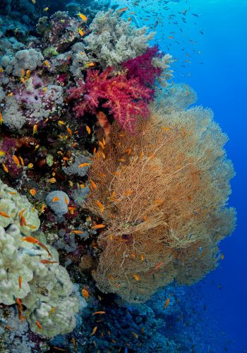 Underwater view of a healthy coral reef representing marine ecosystem protection and coastal biodiversity verification.