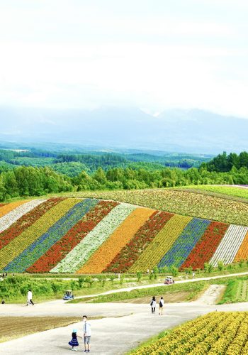 Rice Harvest in Japan